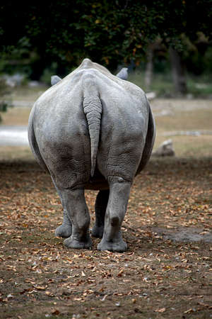 Rear view of a square-lipped rhinoceros