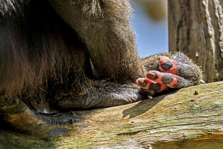 Hand of a monkey, fingernails look almost humanの写真素材