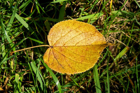 Autumn gold colored birch leaf in the lawnの写真素材