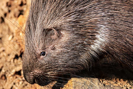 Closeup of the head of a porcupineの写真素材