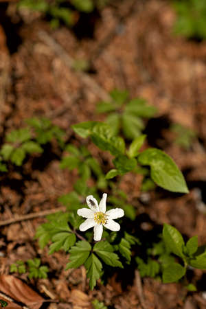 single wood anemone, windflower with a fly,の写真素材