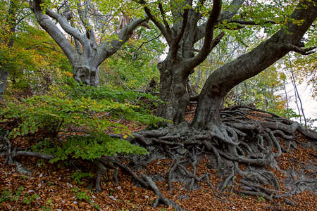 beech trees with impressive exposed rootsの写真素材