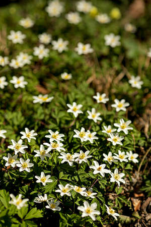 white wood anemone, windflowers cover the wooden floorの写真素材