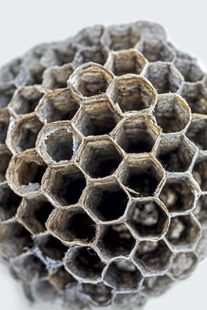 Wasp Nests consist of a papery mass. They use  rotten, dry wood, which is chewed into pellets
