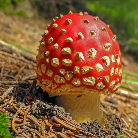 Close up of a small fly agaric, amanita muscaria
