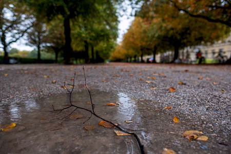 puddle with twig, fallen leaves and raindrops, avenue Hofgarten state capital Munich