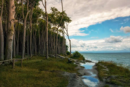 Ghost Forest at the Baltic Sea in Germanyの写真素材