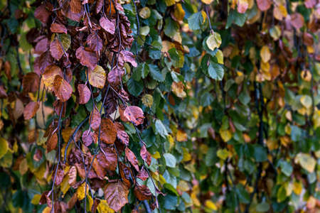 autumn leaves in green, yellow, brown, orange, golden colorの写真素材