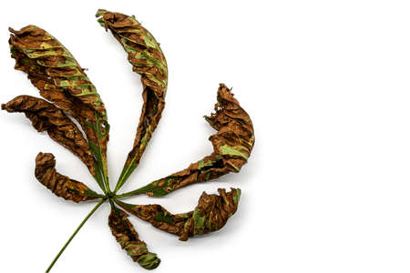 Leaf of a chestnut horse infected with the bacterium Pseudomonasの写真素材