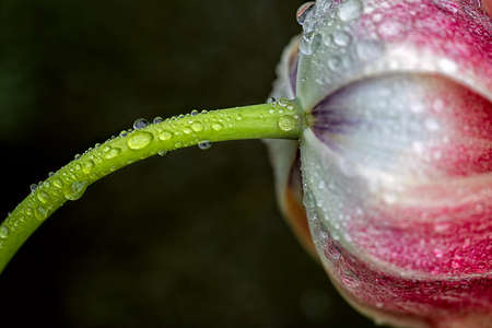 Side view of the stem and the underside of the petals of a tulip wetted by many dropsの写真素材