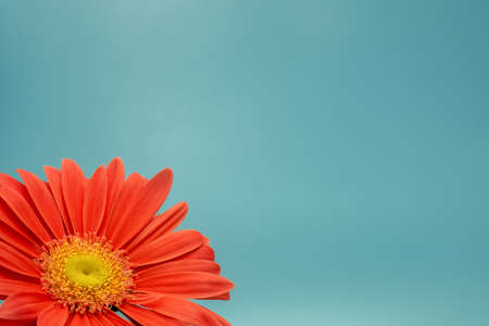 three-quarter view of a salmon-colored gerbera against a turquoise background with plenty of space...