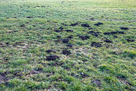 agricultural field with many molehills