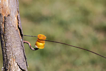 Branch with bark and hook for yellow holderの写真素材