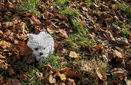 a puppy on his first walk in autumnの写真素材
