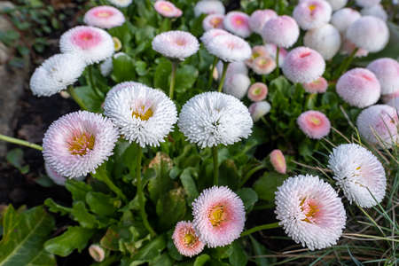 A lot of filled daisy flowers, white and pink petalsの写真素材