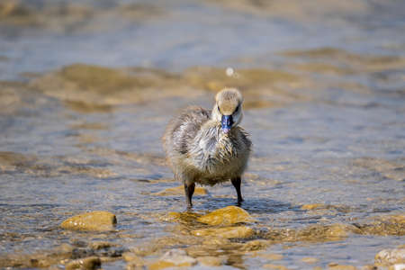 greylag goose at lake ammersee in bavariaの写真素材