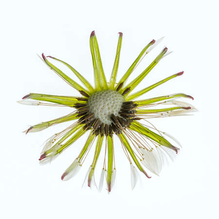 dandelion flower head with just a few seeds left after a heavy rain