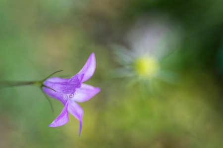 bellflower in front of blurry green background with abstract blurred daisyの写真素材