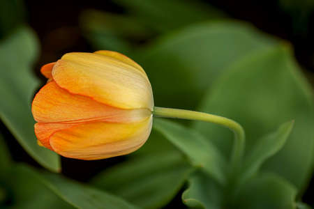 side view of a tulip flower, nicely blurred green leaves in the background