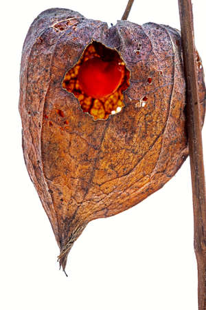 Dried fruit of Physalis alkekengi with a view of the fruitの写真素材