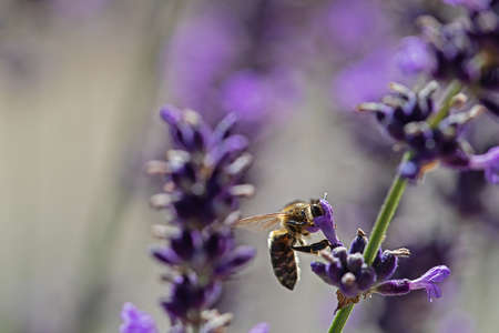 bee eating from a lavender blossomの写真素材