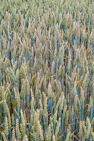 Grain field with wheat almost ready for harvest