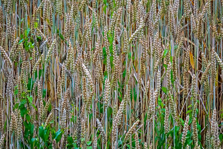 Grain field with wheat and Convolvulus arvensis growing in betweenの写真素材