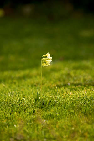 yellow flowering Primula veris standing alone in green grassの写真素材