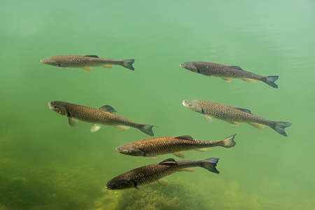 Squalius cephalus is a European species of freshwater fish in the carp family Cyprinidaeの写真素材