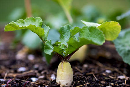 white radish grows in the vegetable patchの写真素材
