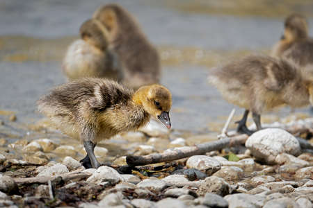 gooslings at the shore of lake Ammersee in Bavariaの写真素材