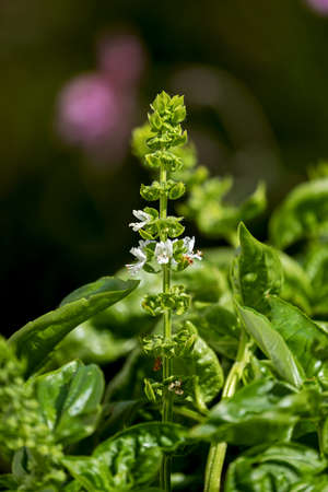 white blossoms of a basil shrubの写真素材