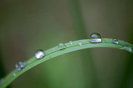 dreamy picture of water droplets on grassの写真素材