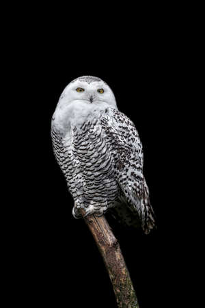 snow owl looking at camera on black backgroundの写真素材
