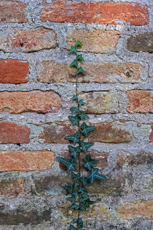 a single ivy shoot climbs up a brick wall
