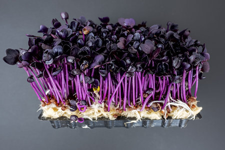 close up of purple colored microgreens on dark backgroundの写真素材