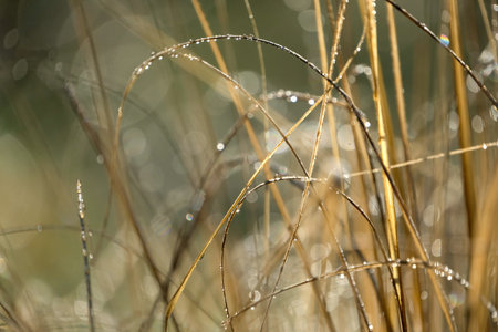 sparkling wet grass blades in the sunlightの写真素材