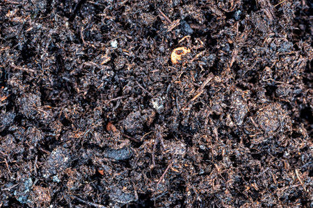 full frame picture of half-rotted contents of a composter
