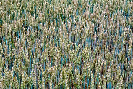Grain field with wheat almost ready for harvestの写真素材