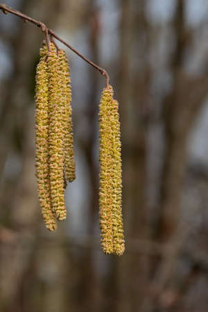 the hazelnut is one of the first bushes to bloom in springの写真素材