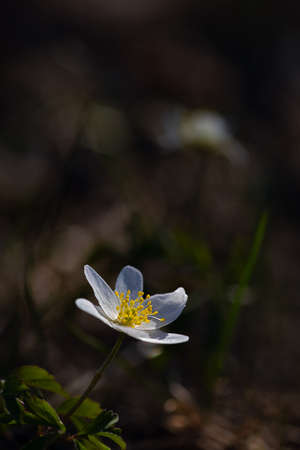Wood anemone with white petals and yellow stamens against a blurred backgroundの写真素材