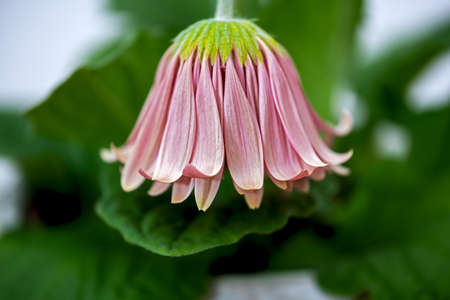 beautiful pink gerbera, already a little faded, hanging upside down