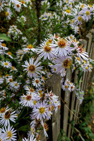 white asters growing on the old wooden fence of a cottage gardenの写真素材