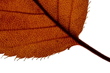 extreme close up of an autumn leave illuminated from the backの写真素材