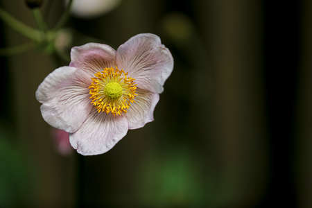 close up of a light pink clematis montana flower in front of a blurred greenish backgroundの写真素材