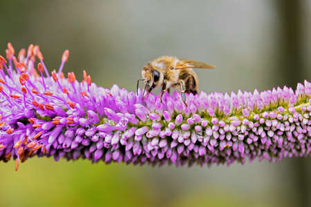 close up of a bee, perching on a lilac flowering plantの写真素材