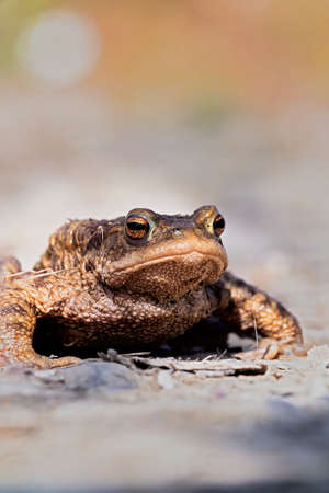 spring is the time of toad migrationの写真素材