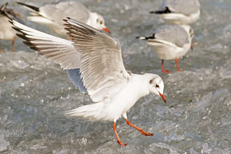 seagull landing on frozen lakeの写真素材