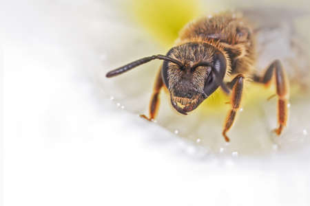 extreme close up of a honey bee head