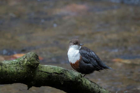 white-throated dipper (Cinclus cinclus)